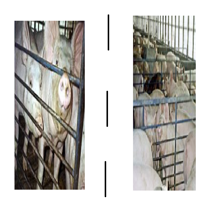 centered image